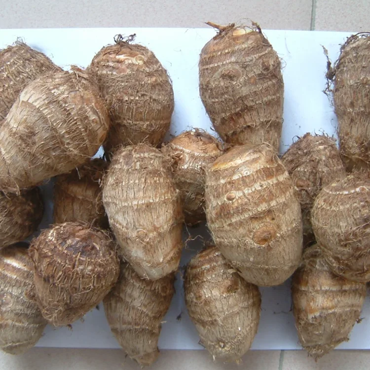 Tarla Taze Taro