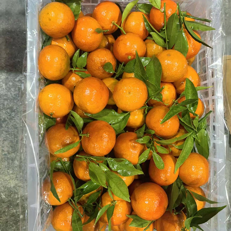 Taze Mashui Mandalina