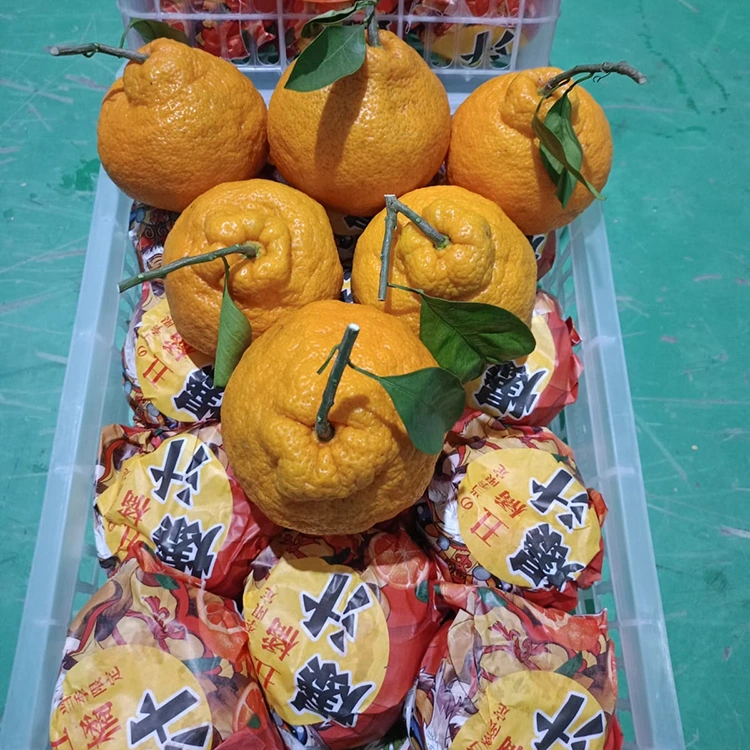 Taze Shiranui Mandalina