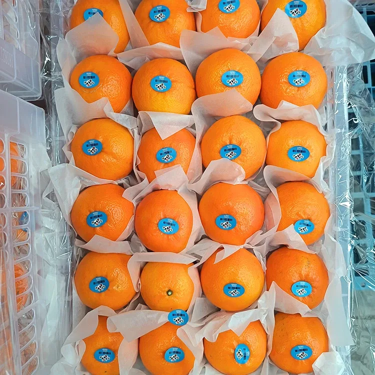 Premium Taze Tatlı Wogan Mandalinaları