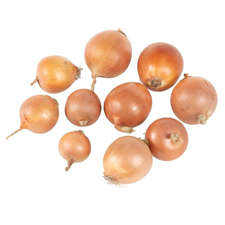 Premium Taze Sarı Soğan