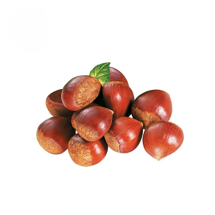 Üstün Kalite Kestane